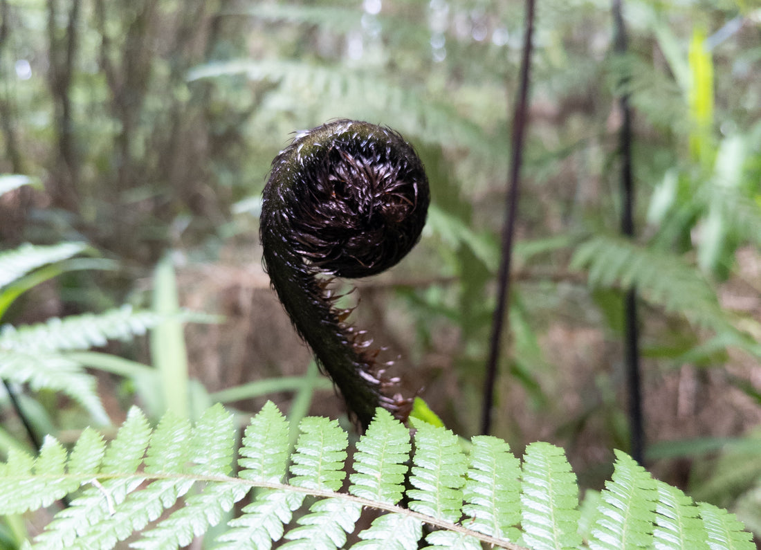 🌿 Mamaku: New Zealand’s Ancient Fern with Modern Skincare Power